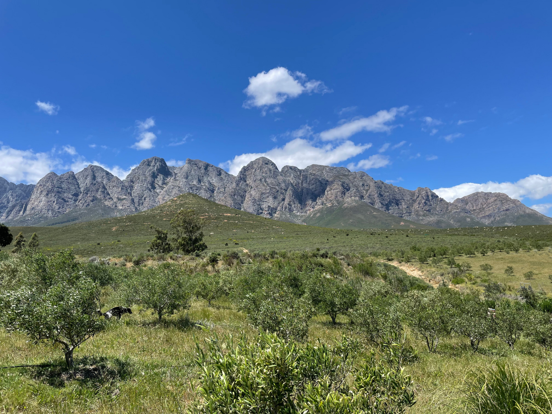 Berge rund um die Farm im Western Cape